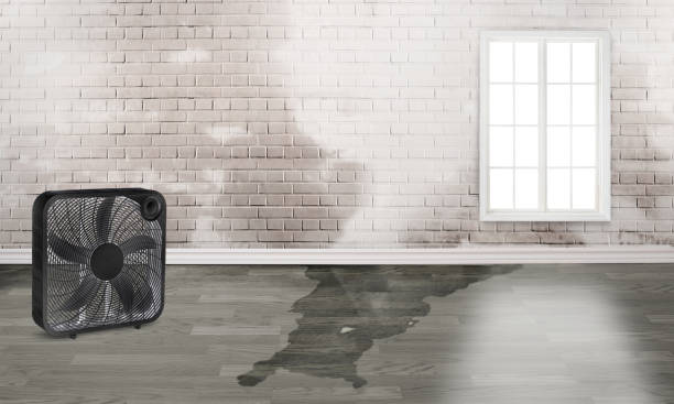 Best Flood damage cleanup  in Culpeper, VA